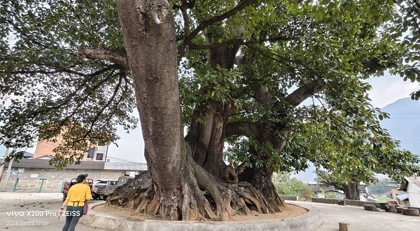 亚洲第一大榕树