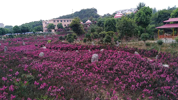 花海石林风景区