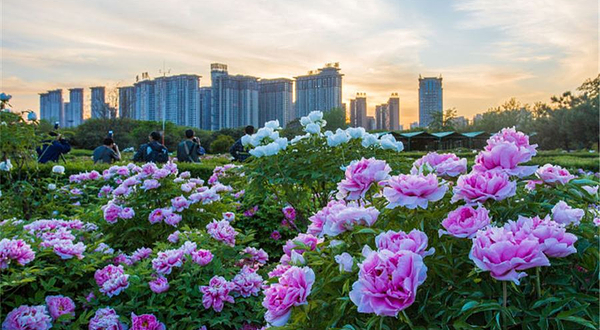 隋唐城遗址植物园