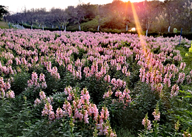 天适樱花悠乐园