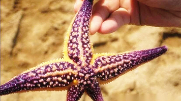 红树林拾贝赶海