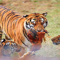 龙岩梅花山虎园