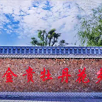 金贵牡丹花乡