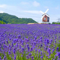 紫云花汐薰衣草庄园