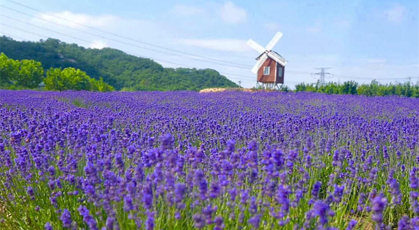 紫云花汐薰衣草庄园