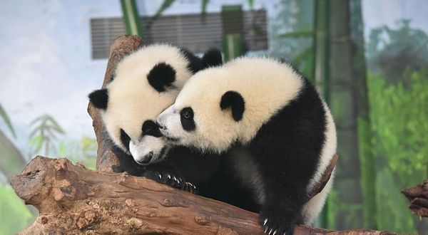 熊猫乐园