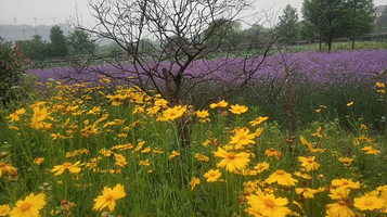香韵佳香草文化园