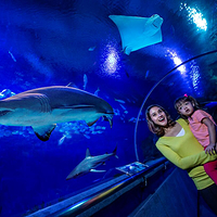 吉隆坡城中城水族馆