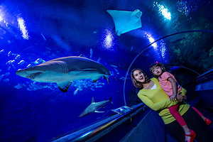 吉隆坡城中城水族馆