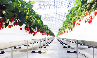 冲绳美丽草莓南城园