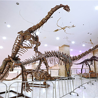 宁夏地质博物馆