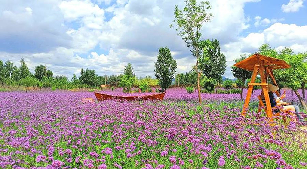 紫云水岸香草园
