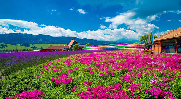 花海那拉提