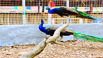 黄河神仙湾大河风云景区