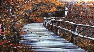 国家吊水壶森林公园