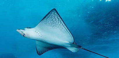 沙沙哗啦海洋馆