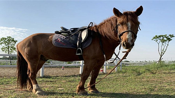伯乐马汇马术俱乐部