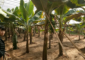 九龙湾生态农业园