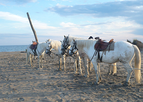 卡马尔格地区自然公园