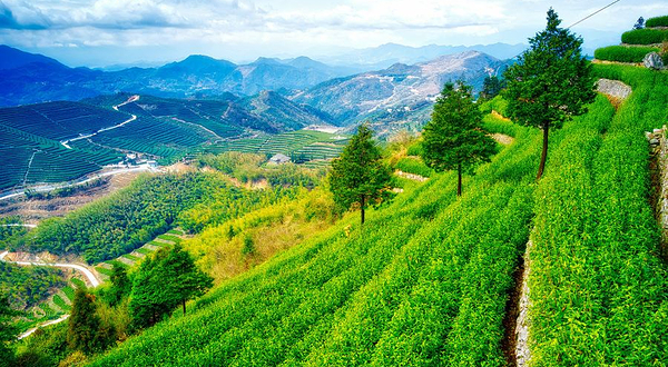 羊岩山茶文化园