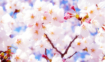 绵阳盛世樱花悠乐谷