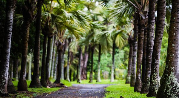 庞普勒穆斯植物园