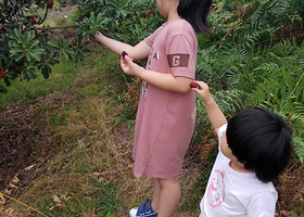 仙居杨梅采摘基地念念果园