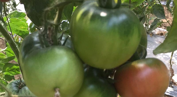 蓝天碧水种植合作社欢乐广场采摘园