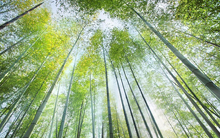 浙东大竹海高空滑索