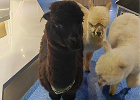 神兽羊驼主题馆（弘阳广场店）