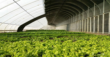 吉康绿谷采摘园