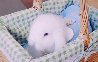 安哥拉巨兔体验馆