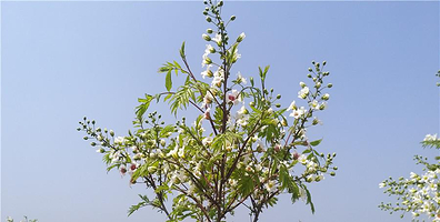 中国牡丹六师共青团田园综合体