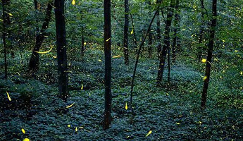 上海萤火虫主题公园