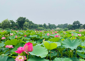 荷花小镇旅游景区