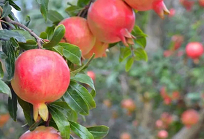 建水和源万亩石榴园