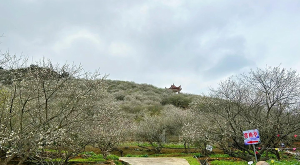 诏安县