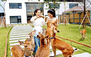 Yilan Zhangmei Grandma Farm