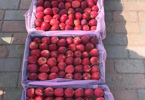 欣荣茂水果采摘园