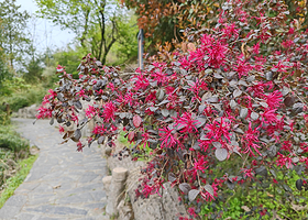 十堰樱花谷景区