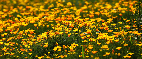 齐乐梦华溪谷花海