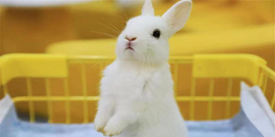 南京安哥拉巨兔主题馆