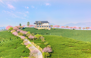 永福樱花园(台品樱花茶园)