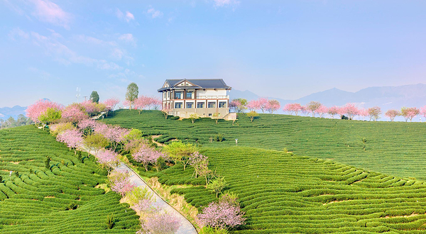 永福樱花园(台品樱花茶园)