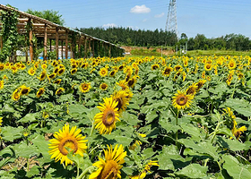 北京麦福休闲农场-已下线