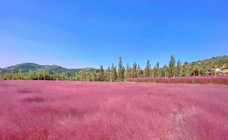 凤凰山凤凰仙草苑粉黛花海