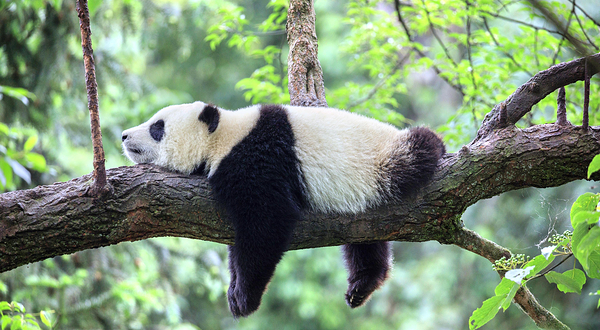 中国大熊猫保护研究中心雅安基地