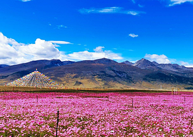 格桑花海