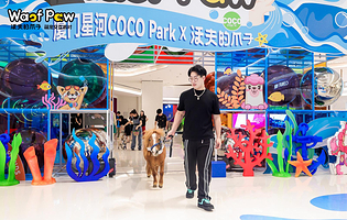 Waof Paw萌宠交互派对