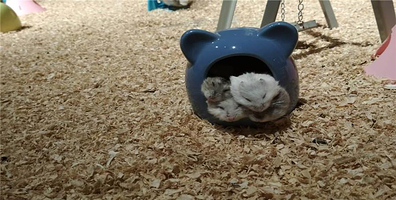 奇幻王国室内动物园